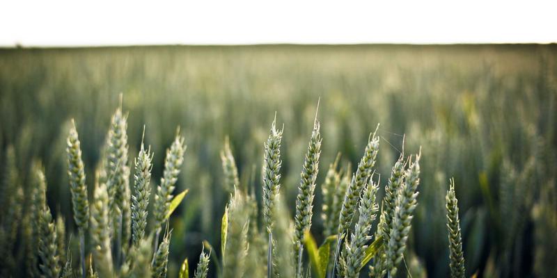 设计服务出海新蓝海：中国平面设计平台如何向世界演绎东方美学